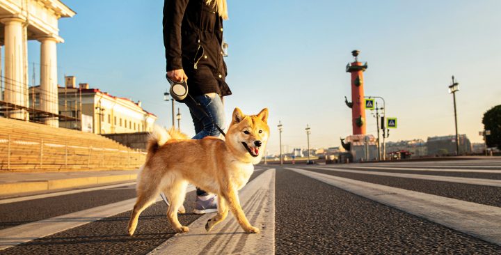 [ 願い ]愛犬といつまでも元気に散歩したい。叶えてくれたのはワンダーパワーG