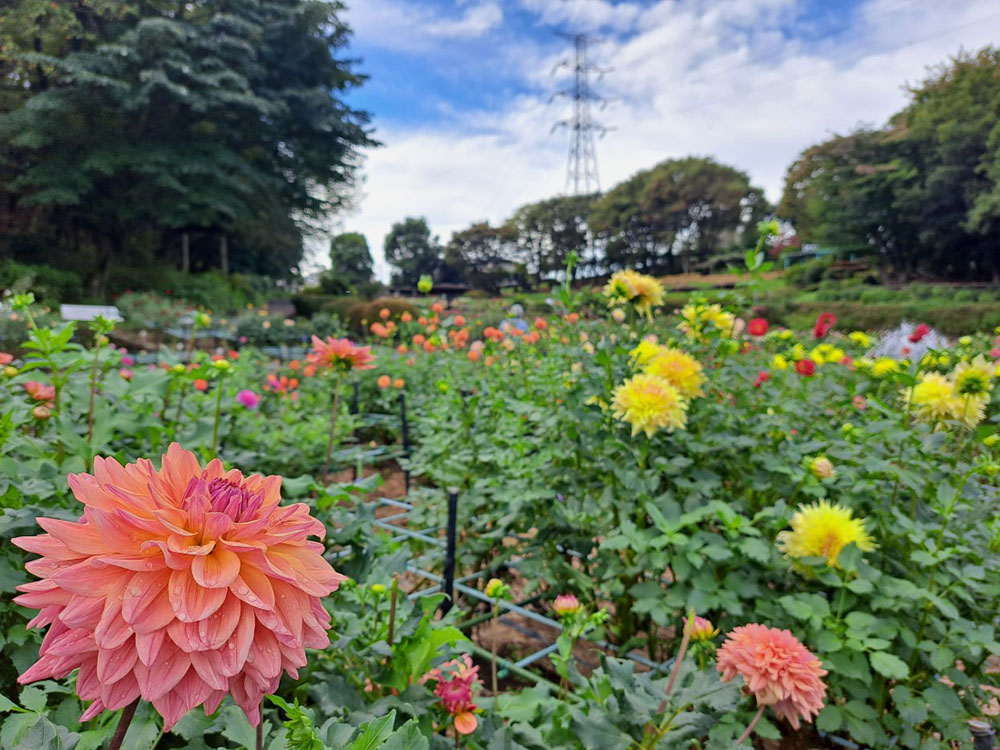 ダリア園はいま2024年の最盛期を迎えています【PR】